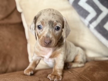 🐾✨ Mini Dachshund Puppies for Sale! ✨🐾