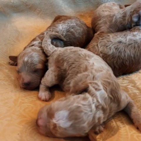 F1 mini Golden Doodles