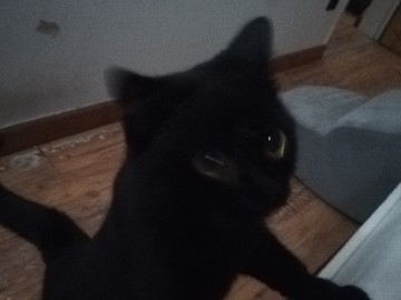 Liebenswerte Katze Sky sucht ein liebevolles Für-immer-Zuhause – Frankfurt
