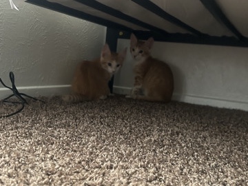 two male kittens! – Irving