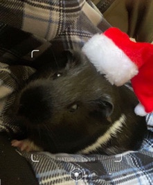black and white Guinea pig 🐽