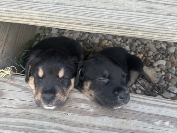 Spanish Mastiff – 5 cute puppies that need a home – Spicewood