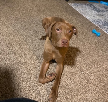 Labrador Retriever – 8mo Lab mix