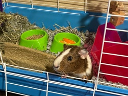 guinea pig – Dark Brown/White Male Guinea Pig