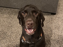 Labrador Retriever – Chocolate Lab needs a new home! – Puyallup