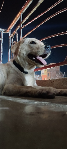 Labrador Husky – labrador Female