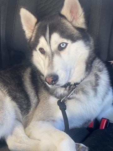 Siberian Husky – 2 Years old: rehome asap