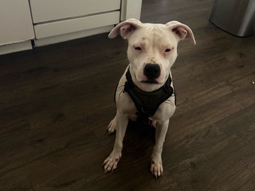 American Pit Bull Terrier – XL Pitt needs a great home ! – Sanford