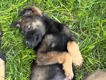 Belgian Shepherd Dog (Malinois) – Belgian Malinois – Fairfield