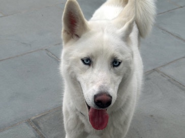 Siberian Husky – Husky Siberian – New York