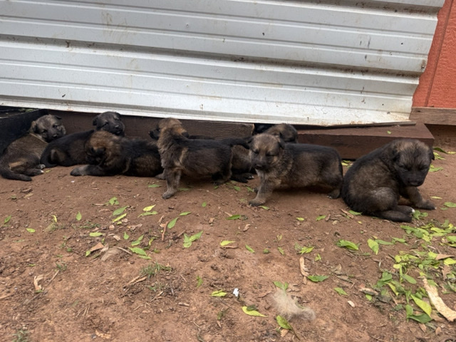 German Shepherd – German shepherd – Oklahoma City