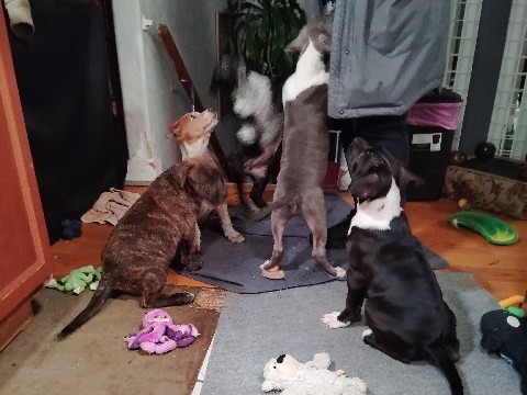 blue heeler pit – Vancouver