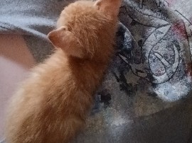 Russian White, Black and Tabby – I have 2 kittens that need a home asap – Marmaduke