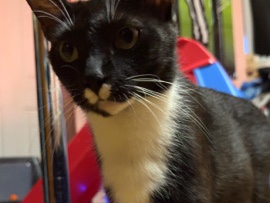 5 kittens 12 weeks old and momma up for adoption to loving homes – New York