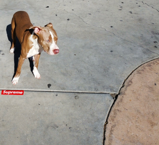 Pitbull