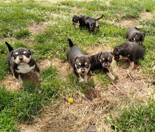 American bully’s