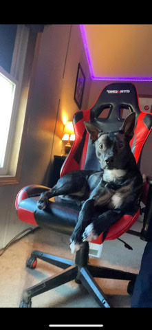 Australian Cattle Dog – Rico needs forever home
