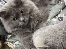 Scottish Fold - قطط للبيع ذكور  available for adoption in Riyadh