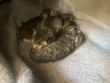 Bombay – beautiful kittens for sale – Exeter