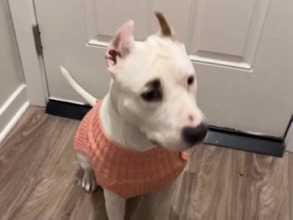 Pit Bull – rehome – Gurnee