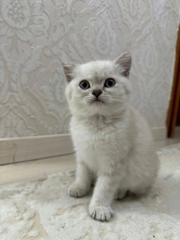 babykatze