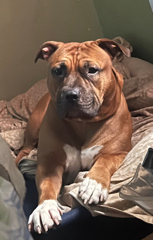 homeless living with a friend can’t have dogs