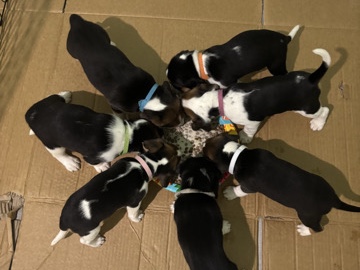 Beagle – beagle puppy