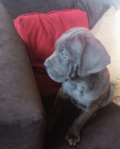 Cane Corso – Rare gray/blue Coat AKC Certified Cane Corso Puppy
