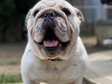 English Bulldog 
