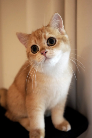 British Longhair – Leo