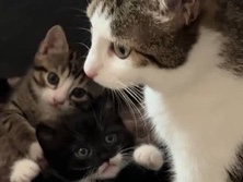 Two adorable baby boy kittens looking for a loving home – Vara