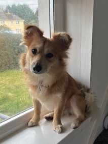 Jack Russell Terrier – Pom cross jack Russell