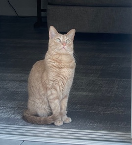 Orange Tabby - Oliver