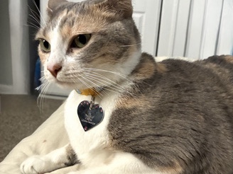 rehome my cat Lola – West Palm Beach