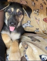 German Shepherd – German Shepard