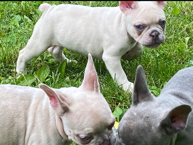 French Bulldog – male French bulldog