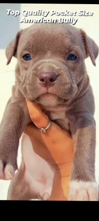 American Pit Bull Terrier – American Bully Pocket Size