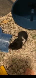 Female Panda bear hamster