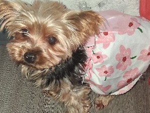 Yorkshire Terrier - sweet little baby  available for adoption in Irving