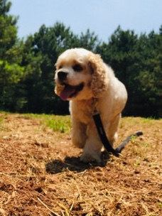 9 month old American cocker spaniel 