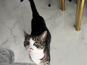 British Shorthair – cat need to be rehomed