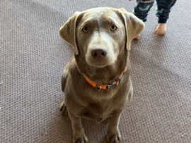 Labrador Retriever – Free Silver Lab – Roy