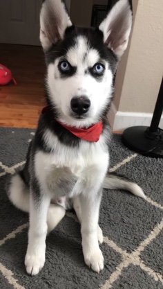 Siberian Husky – Siberian Husky