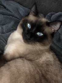 Siamese – Rehoming