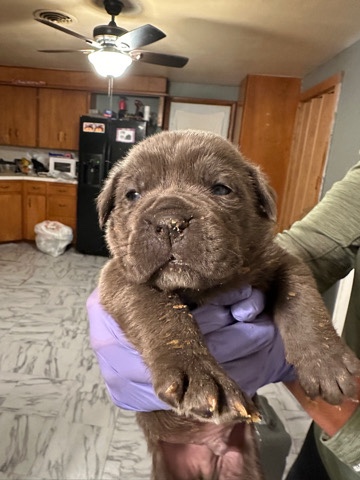 Cane Corso – Cane corso