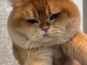 British Shorthair – قط ذكر بريتش British Shorthair ذهبي فاخر لعشاق السلالات النادرة – الرياض