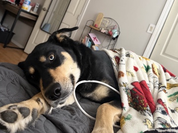 Mixed Breed – REHOME NEEDED ASAP – Albuquerque