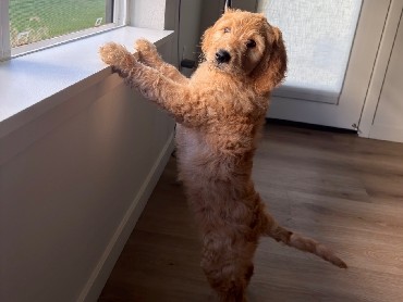 Goldendoodle – Goldendoodle Puppy – Vancouver