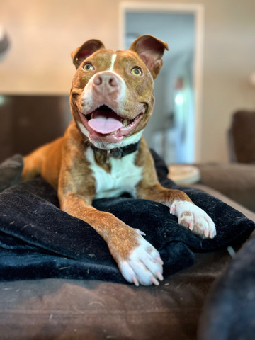 American Pit Bull Terrier – Lola Bean!
