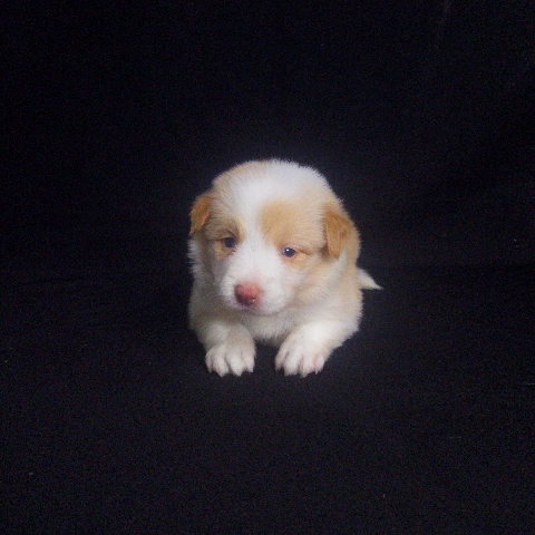 Border Collie – Border Collie puppies